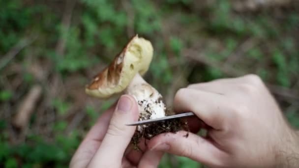 Taze Porcini Boletus Edulis Hasattan Sonra Ormanda Bıçakla Toprağı Temizleme — Stok video