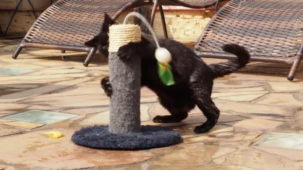 Gato Negro Jugando Rudo Con Juguete Gato Rollos Agua Rasga — Vídeo de stock