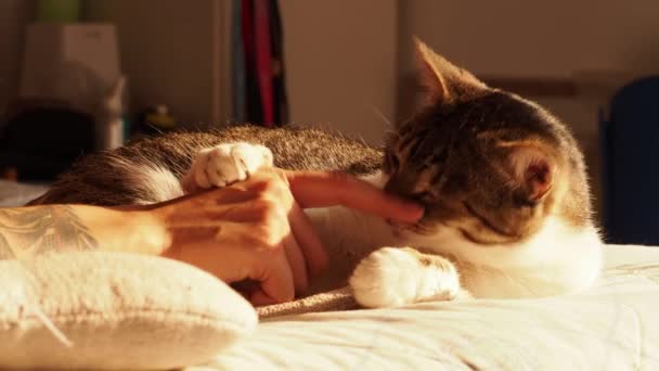 可爱的小猫咪和主人在床上玩耍 夕阳西下穿过阳台门 — 图库视频影像