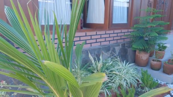 Vista Jardín Patio Delantero Con Ladrillos Casa Pared Planta Verde — Vídeo de stock