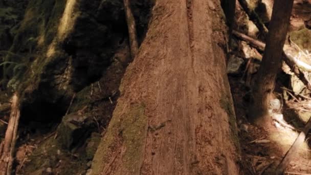 Caminando Través Árbol Caído Sendero Medio Bosque Cubierto Helechos Musgosos — Vídeos de Stock
