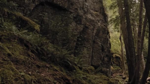 Bela Samambaia Musgosa Cobriu Falésias Nas Trilhas Florestais Que Cercam — Vídeo de Stock