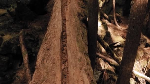 Marcher Travers Une Bûche Abattue Milieu Une Belle Forêt Entourant — Video