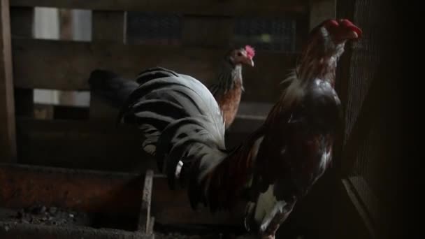 Петух Курица Сарае Ферме — стоковое видео