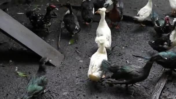 黑白相间的鸭子在地上走着吃着 — 图库视频影像