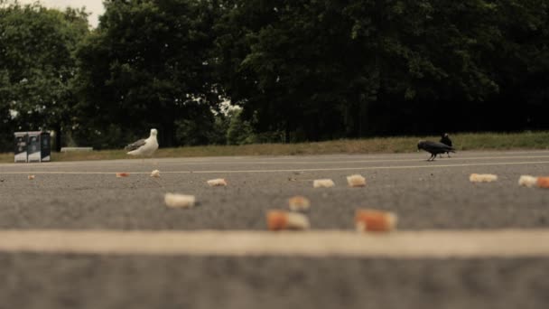 駐車場で地面にパンの一片を食べるカラスとカモメの土地 — ストック動画