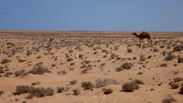 サハラ砂漠を走る野生のラクダの素晴らしいショットモロッコ — ストック動画