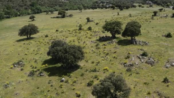 Aerea Birdseye Vista Dei Pascoli Pianeggianti Rivelare Terreno Intorno Alla — Video Stock