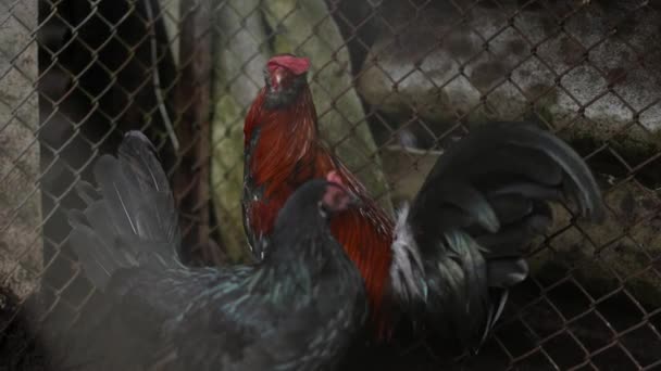 Poule Noire Côté Coq Rouge Dans Basse Cour — Video