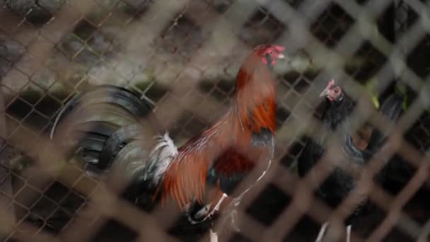 Черная Курица Красный Петух Внутри Пера Ходьба — стоковое видео