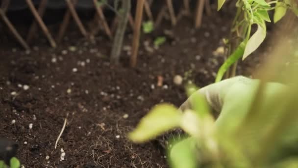 自宅の肥沃な土壌に緑のレタスを植える手のショットを開催 Pov サステナビリティコンセプト — ストック動画