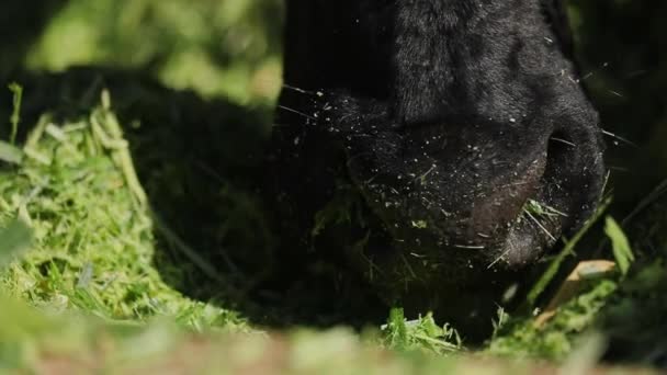 阳光下新鲜绿草上的黑奶牛嘴磨碎的封堵 — 图库视频影像