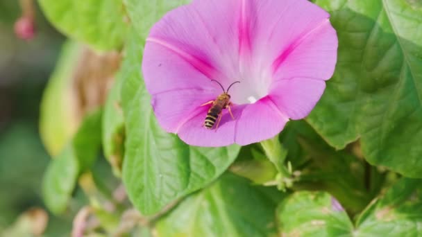 Wasp Sedí Okvětní Lístek Krásné Jitřní Slávy Květiny Květu Zahradě — Stock video