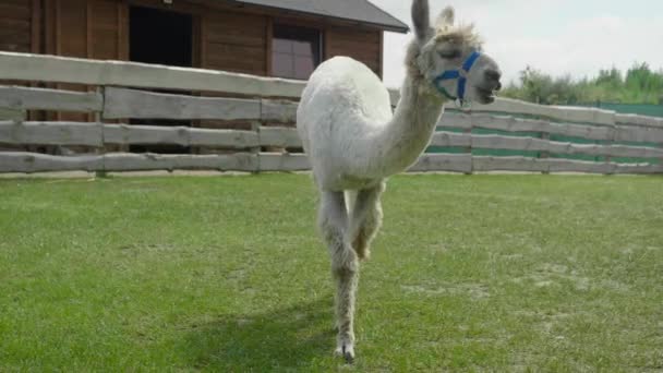 Langzame Opname Van Een Gevangen Alpaca Die Van Links Naar — Stockvideo