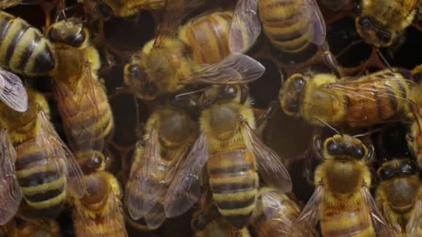 méhek közelsége a méhsejtszerkezeten