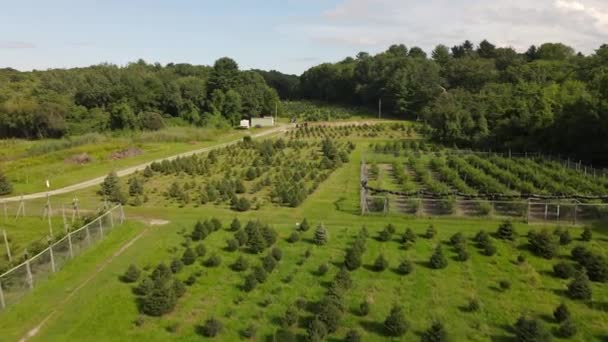 Flygdrönare Bilder Julgran Plantage Olika Storlek Träd Framåtgående Rörelse Slow — Stockvideo