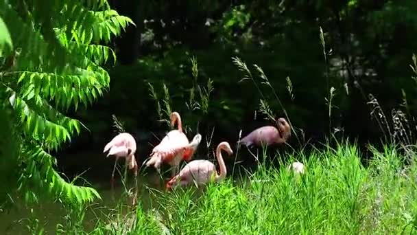 Lange Aufnahme Einer Flamingoschar Die Einem Sonnigen Tag Einem Teich — Stockvideo