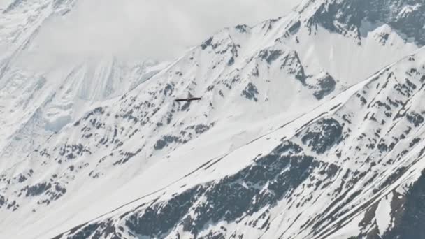 Himalaya Akbabası Karlı Dağların Üzerinde Süzülüyor Kuş Mavi Gökyüzünde Bulutlara — Stok video