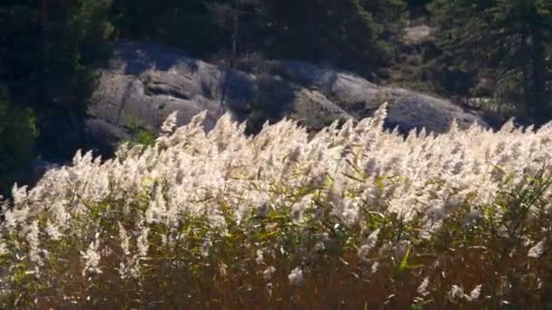 Reed Yavaşça Sallanıyor Kumsalda Arka Planda Kaya — Stok video