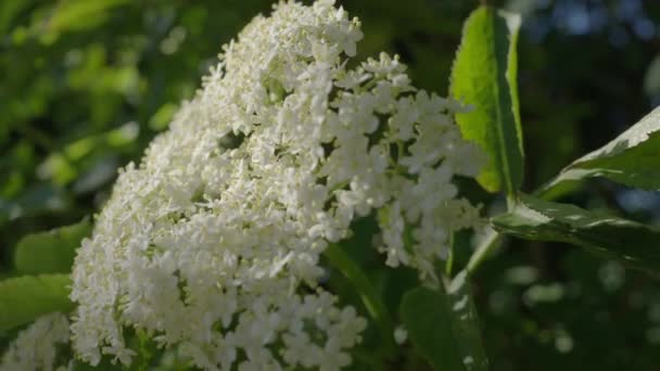 在阳光下 接骨木树的美丽的白花 关门了 — 图库视频影像