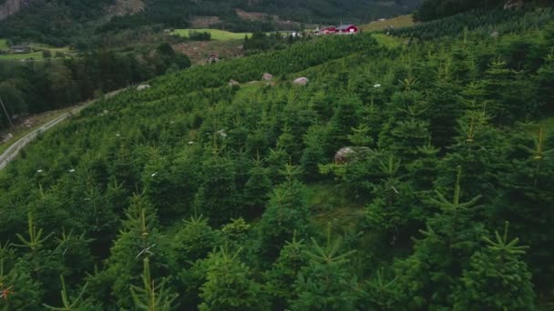 山の丘で緑豊かなクリスマスのモミの木の栽培 — ストック動画