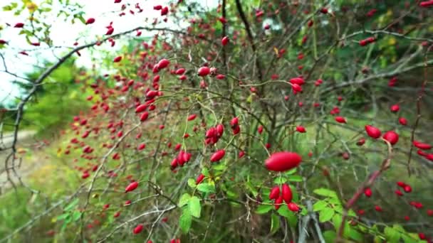 Close Wide Angle Shot Ripe Dogrose Berries Autumn Leaves Outdoors — Stock Video