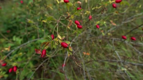 Close Person Hand Collecting Red Berries Dogrose Bush Germany — Stock Video