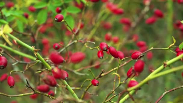 Macro Primo Piano Dogrose Albero Con Bacche Rosse Che Crescono — Video Stock