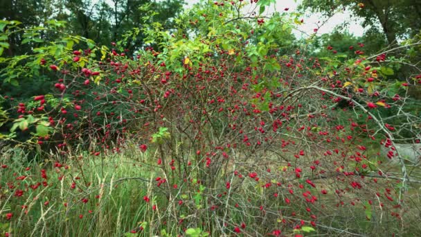 Bush Red Dogrose Berries Growing Forestry Germany Europe Static Medium — Stock Video