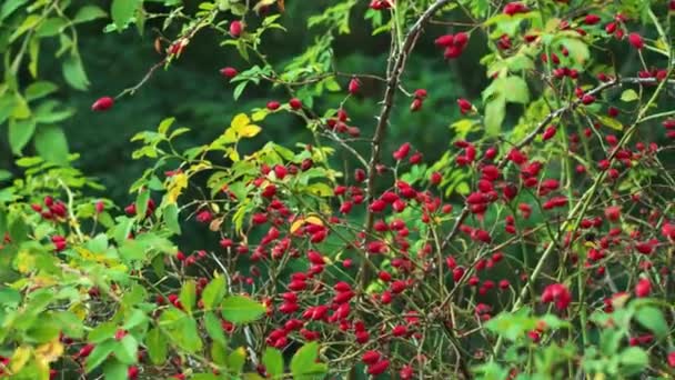 Grupo Bayas Rojas Maduras Dogrose Que Crecen Bosque Fruta Médica — Vídeo de stock