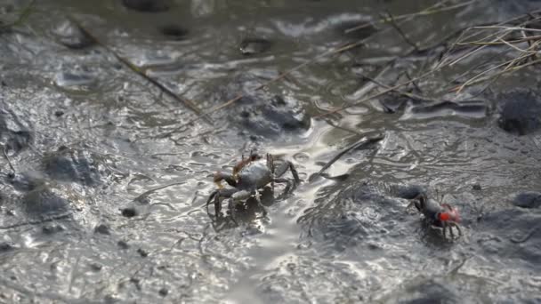台湾台中市高明湿地保護区泥干潟で繁殖期のメスパートナーを引き付けるために爪を振っているフィドラーカニの求愛展示 — ストック動画