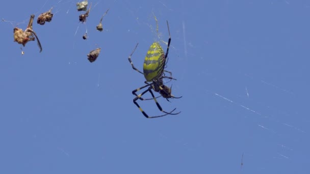 Female Joro Spider Kids Killing Alive Prey Cobweb Macro — Stock Video