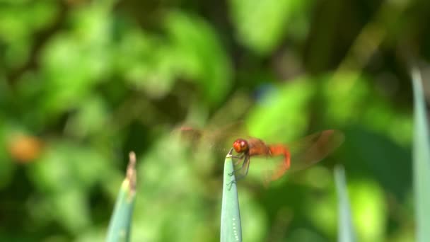 Feuerwerkskörper Abschäumer Rote Libelle Landung Auf Zwiebelspitzen Oder Pflanze Südkorea — Stockvideo