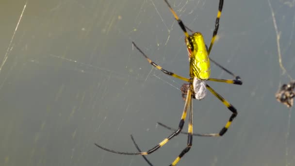 Joro Spider Trichonephila Clavata Vagy Nephila Clavata Zsákmányt Eszik Weben — Stock videók