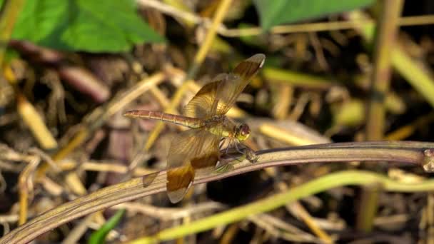 Dragonfly Skimmer Colorido Encaramado Tallo Planta Gire Cabeza Alrededor Atardecer — Vídeo de stock