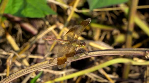 Écharpe Colorée Libellule Perchée Sur Tige Plante Tourner Tête Coucher — Video