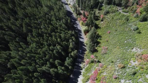 アメリカのフォークキャニオンの上からパインツリーの森を眺めながら山の中で巻線道路の空中ビュー ユタ州 ドローンショット — ストック動画