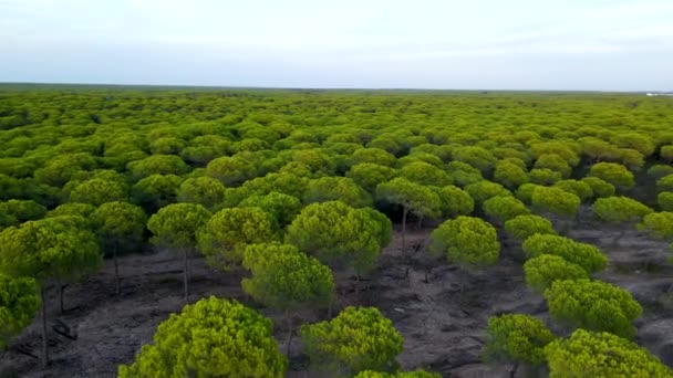 Aerial Orbiting Cartaya Stone Pine Forest Sea Spain Sundown Low — Stock Video