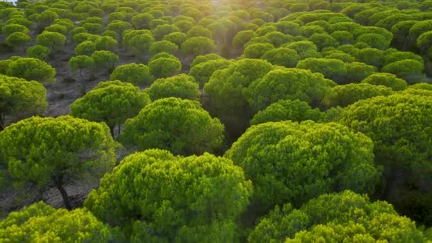 Cartaya Stone Pine Forest Back Lit Con Luz Del Sol — Vídeos de Stock