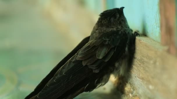 インドネシアの生息地鳥 鳥はツバメの認知症である 木の壁に水飲み場 エアロドラムス マキシマ — ストック動画