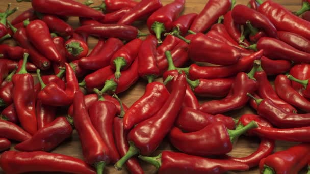 Спелые Красные Перцы Чили Выращенные Нью Мексико Являются Кулинарным Наслаждением — стоковое видео