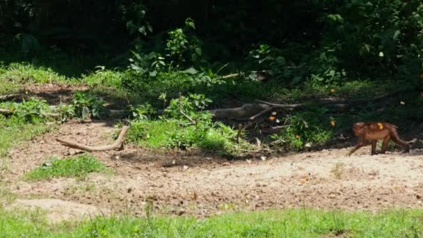 蝴蝶在干枯的泥巴上飞舞 它们也以矿物为食 而猕猴也从右边向左边移动 它们在泰国Kaeng Krachan国家公园 Macaca Arctoides Stump Tail Macaque — 图库视频影像