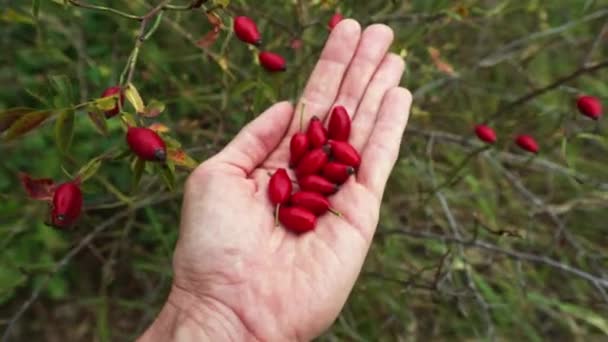 Hand Holding Red Berries Dogrose Plant Close Shot Medical Berries — Stock Video