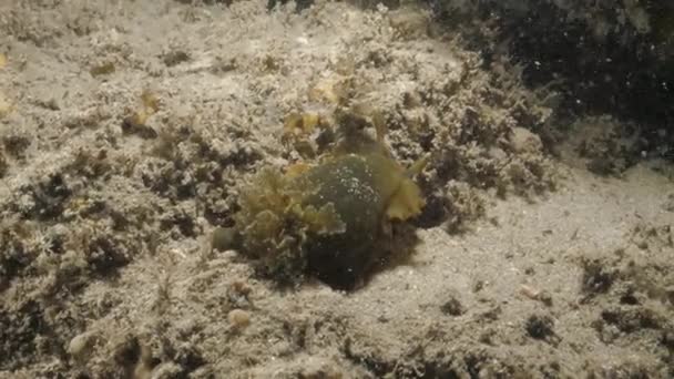 Παρατήρηση Θαλάσσιας Επιστήμης Του Είδους Nudibranch Dendrodoris Nigra Που Εντοπίστηκε — Αρχείο Βίντεο