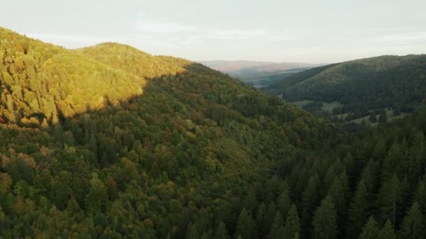 Vuelo Aéreo Por Encima Ladera Boscosa Principios Otoño Sol Mañana — Vídeos de Stock