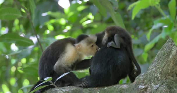 Sesión Aseo Con Monos Salvajes Cara Blanca Selva Madre Cachorro — Vídeos de Stock