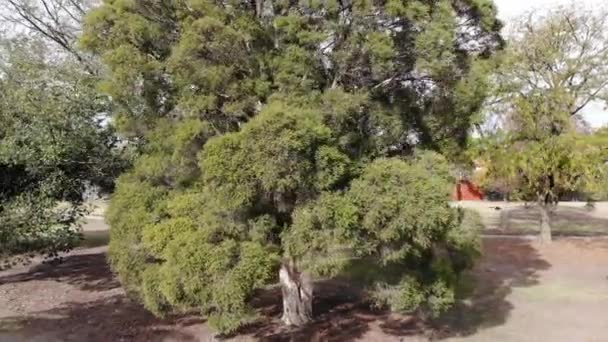 Aerial Revolve Tree Park Dog Running — Stock Video