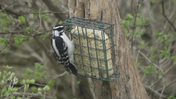 Kvinnlig Hairy Hackspett Äta Från Suet Feeder Hängde Trädstam Långsam — Stockvideo