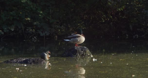 イングランドのコーンウォールにあるテヒディ カントリー パークのダック池の岩の上でオスのマガモとユーラシア ムーアヘンが羽を広げています — ストック動画
