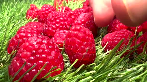Framboesas Framboesa Fruta Alimentos Saudáveis — Vídeo de Stock